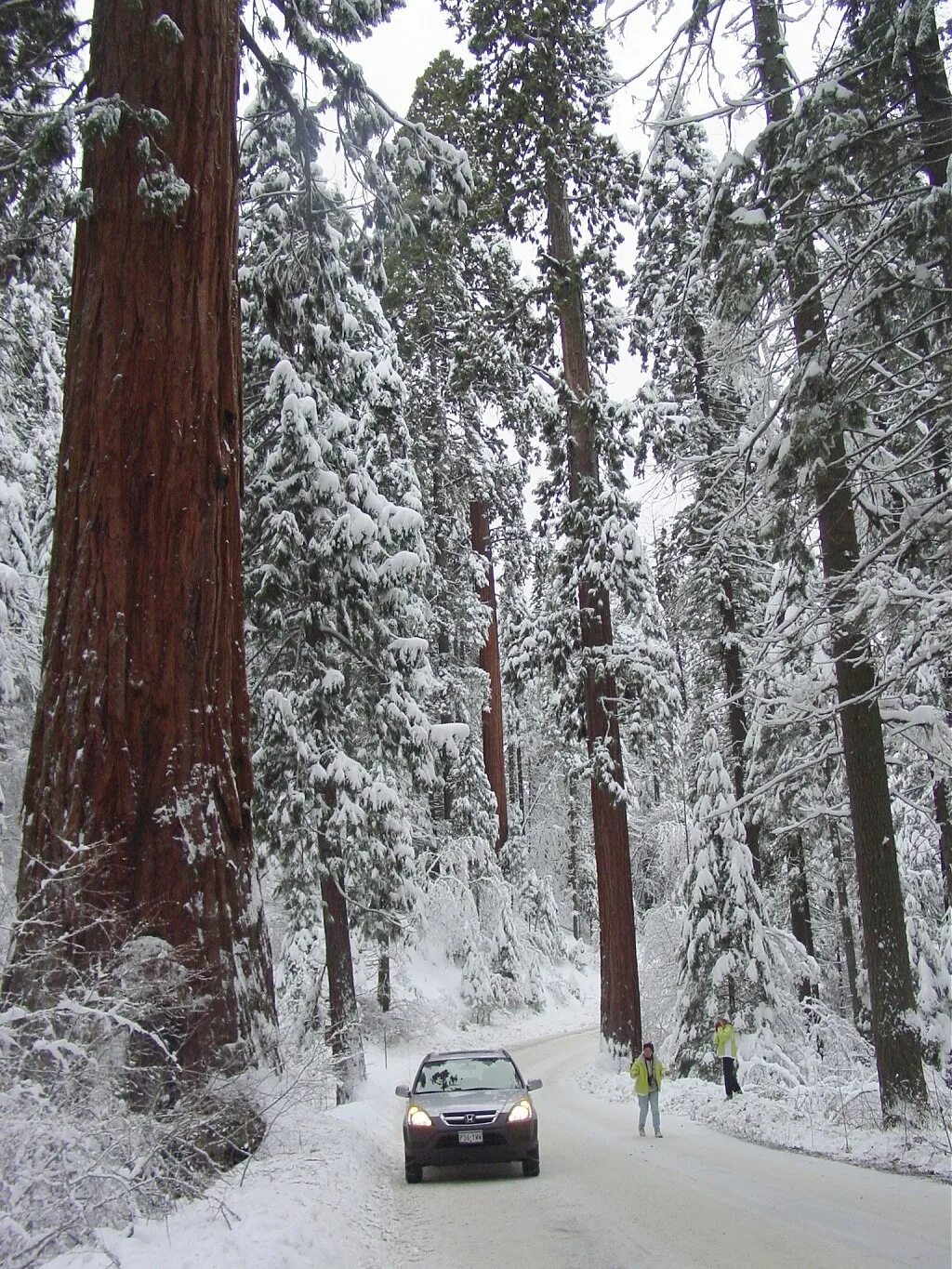Sequoia park зимняя ул 27 екатеринбург фото Национальный Парк Секвойя - DRIVE2