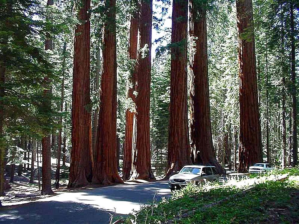 Sequoia park зимняя ул 27 екатеринбург фото File:Tree sequoia park.jpg - Wikimedia Commons