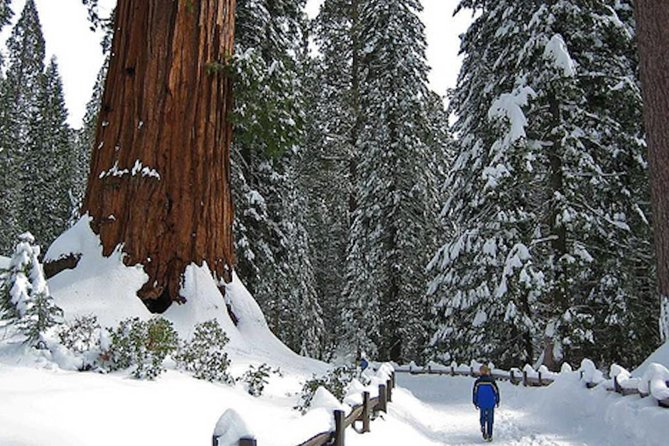 Sequoia park зимняя ул 27 екатеринбург фото Private Giant Sequoia Grove Hike or Snowshoe 2024 - Yosemite National Park - Via