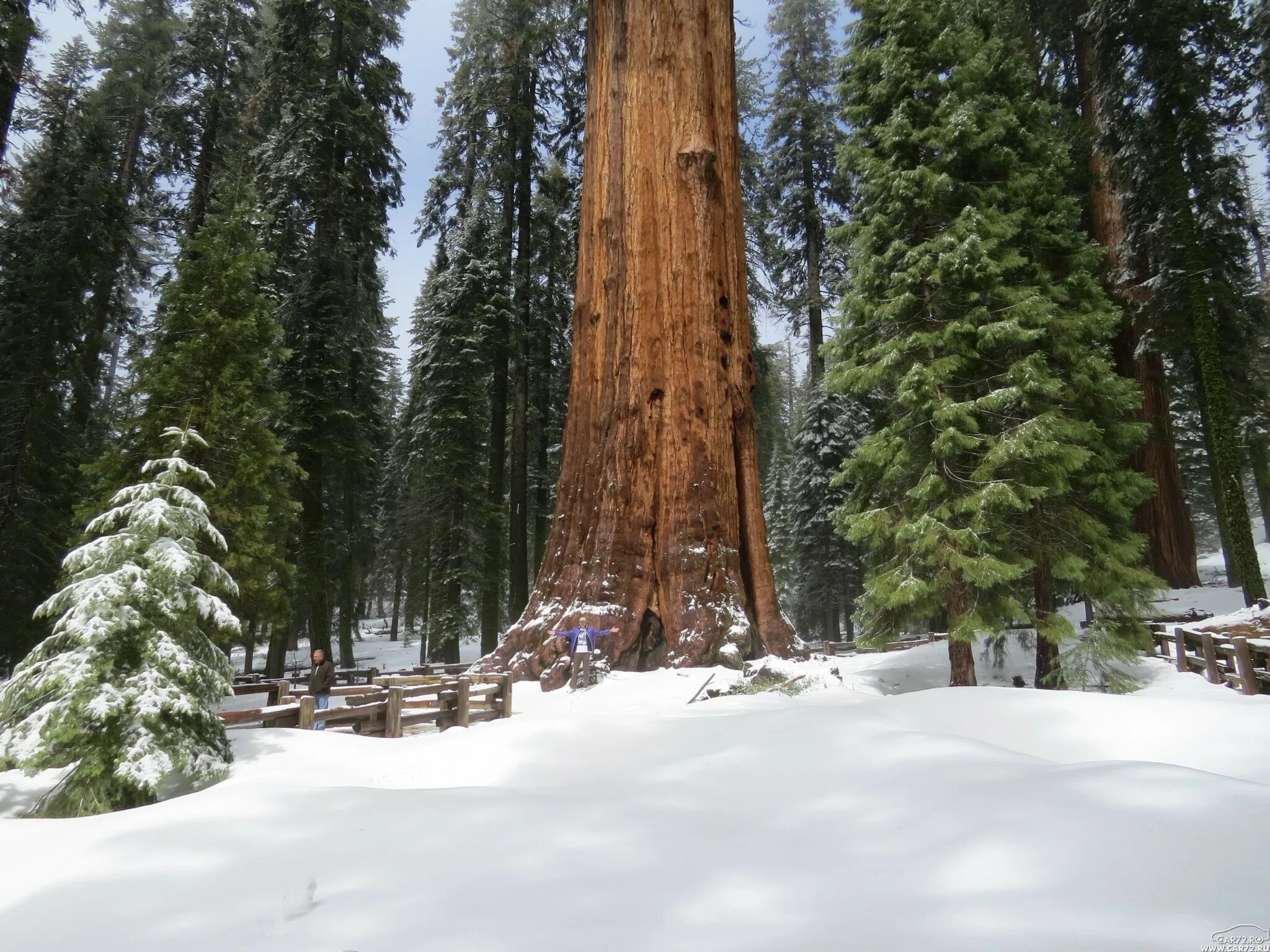 Sequoia park зимняя ул 27 екатеринбург фото Гигантский лес" национального парка "Секвойя" в Калифорнии / Блог пользователя M