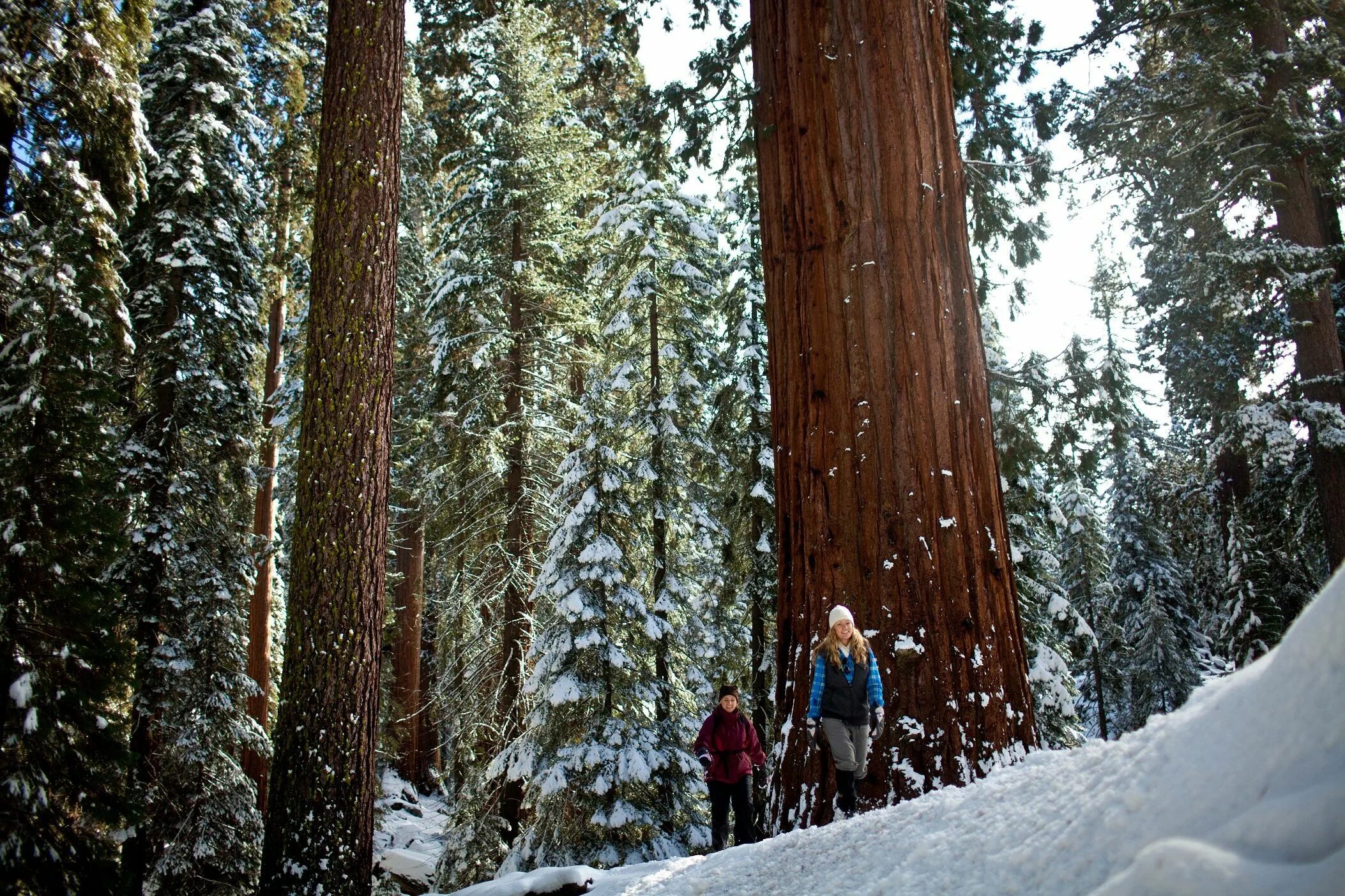 Sequoia park зимняя ул 27 фото National parks trip, National parks, Sequoia national park