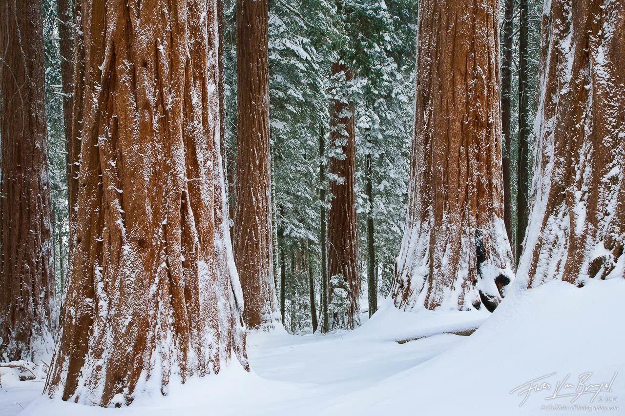 Sequoia park зимняя ул 27 фото Winter Wonder Woods King's Canyon NP, CA Art in Nature Photography