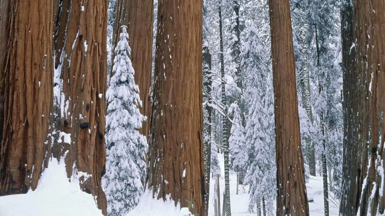 Sequoia park зимняя ул 27 фото Картина на холсте 50x70 LinxOne "Природа, пейзаж" интерьер для дома / декор на с