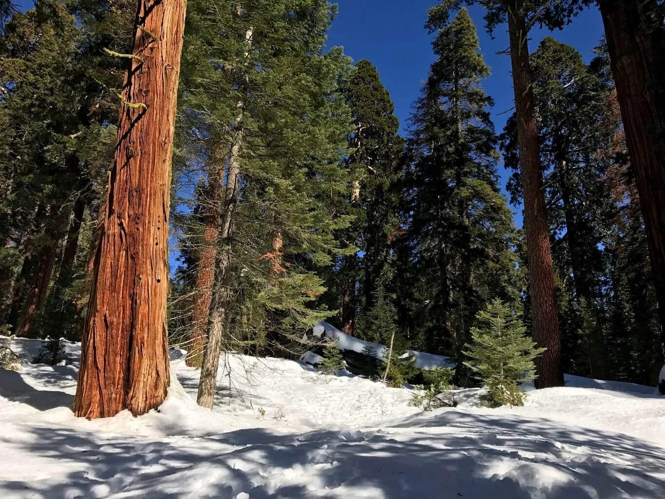 Sequoia park зимняя ул 27 фото Sequoia & Kings Canyon National Park Hiking Trails