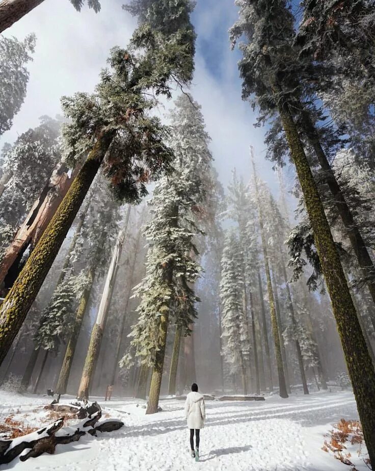 Sequoia park зимняя ул 27 фото Sequoia national park California Sequoia national park, Sequoia national park ca