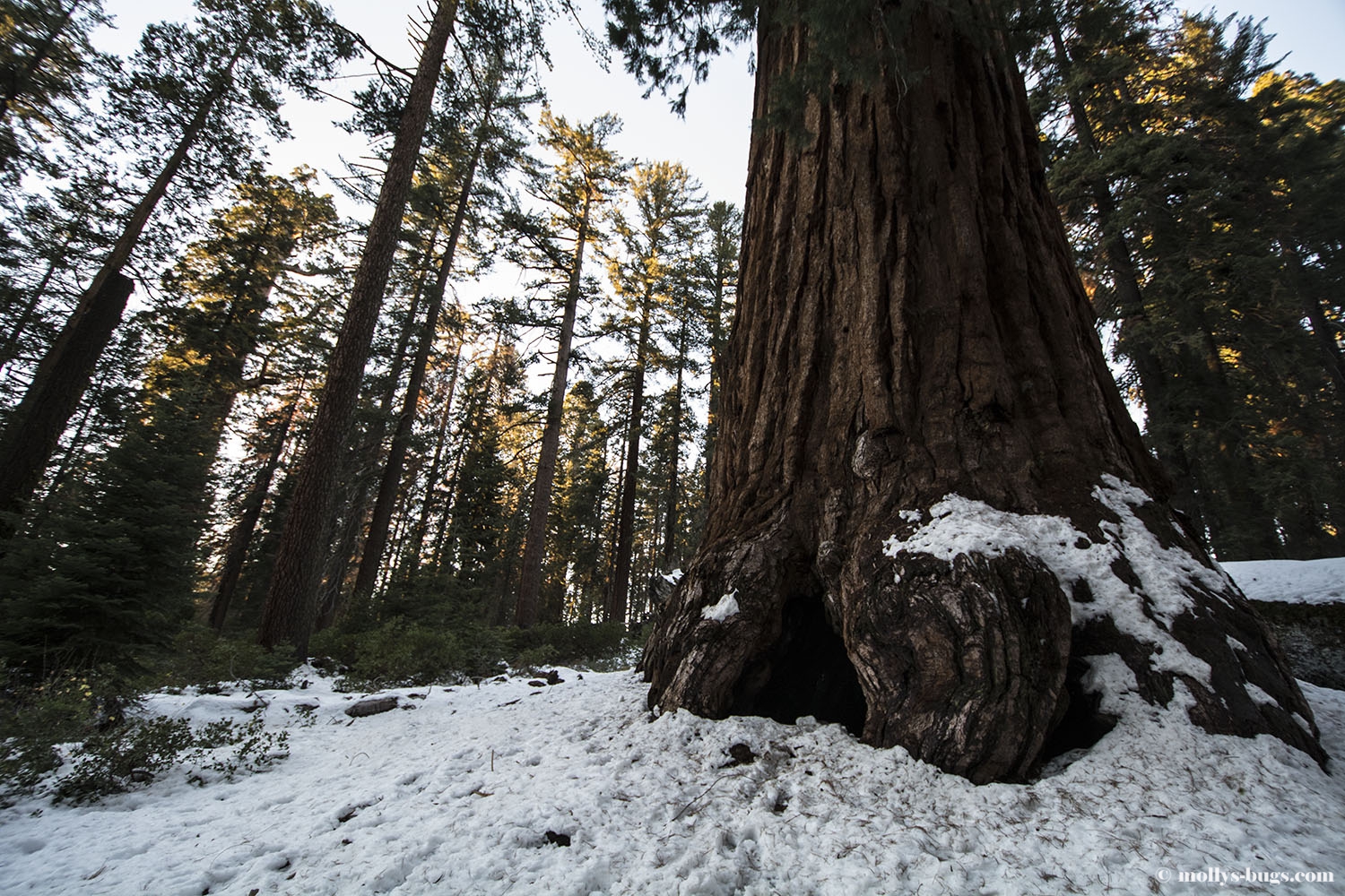 Sequoia park зимняя ул 27 фото Йосемитский национальный парк. Калифорния: Национальный парк Йосемити Калифорния