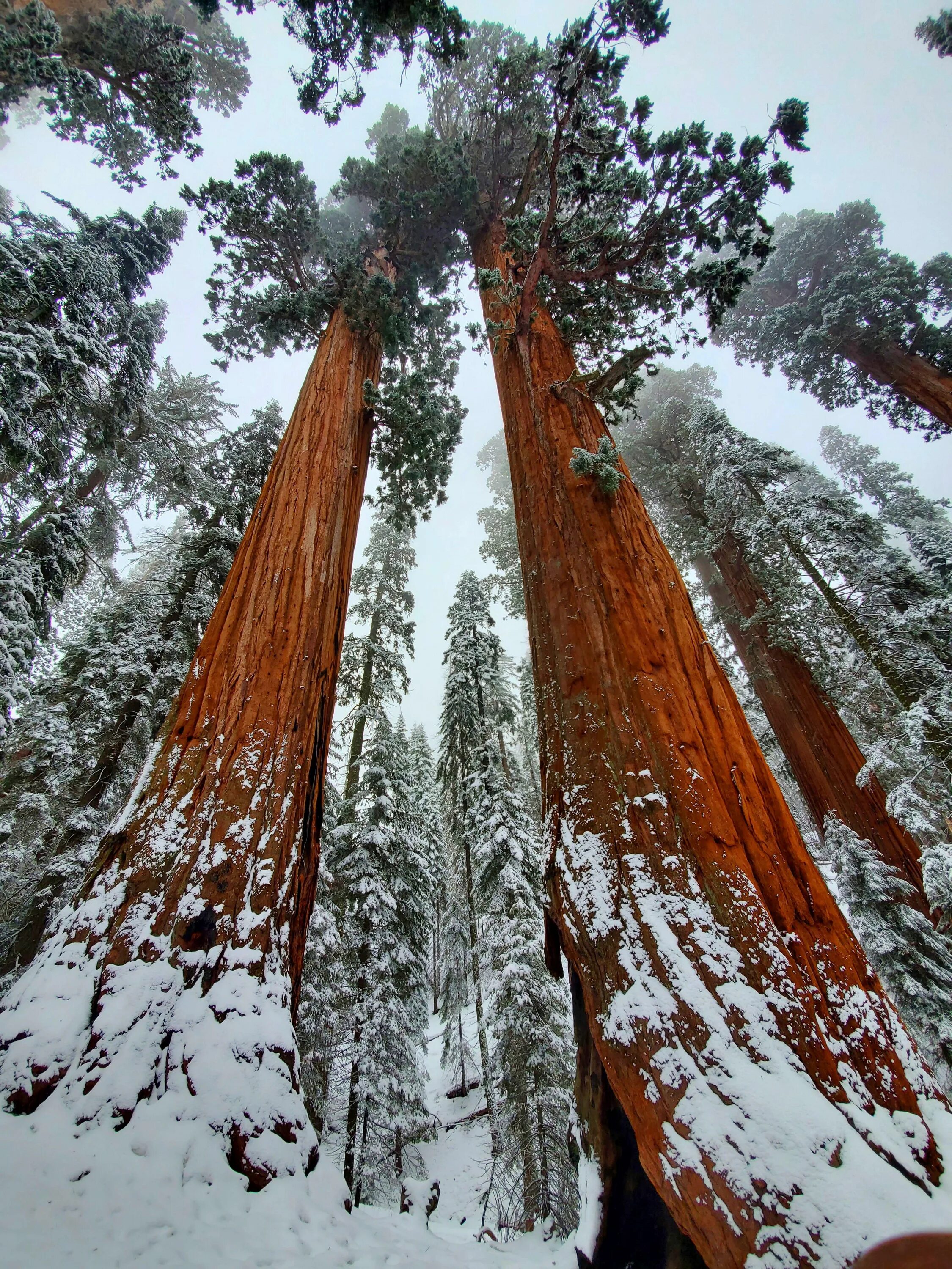 Sequoia park зимняя ул 27 фото Sequoia National Park looks so much better with snow imo OC 3456x4608 #nature ph