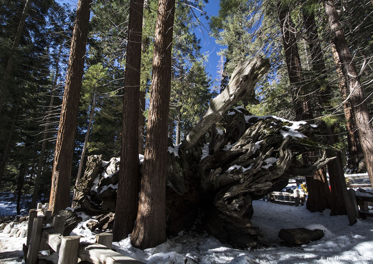 Sequoia park зимняя ул 27 фото Секвойя парк тюмень: найдено 82 изображений