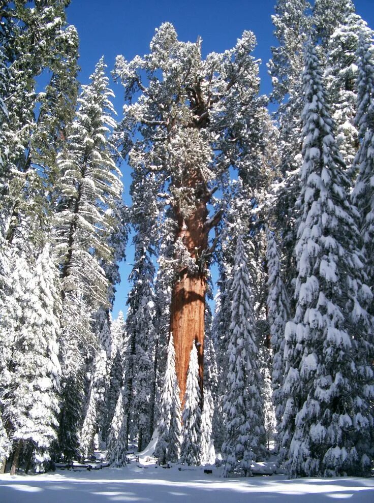 Sequoia park зимняя ул 27 фото Favorite Photos of Redwoods in the Snow Muir woods national monument, Giant sequ