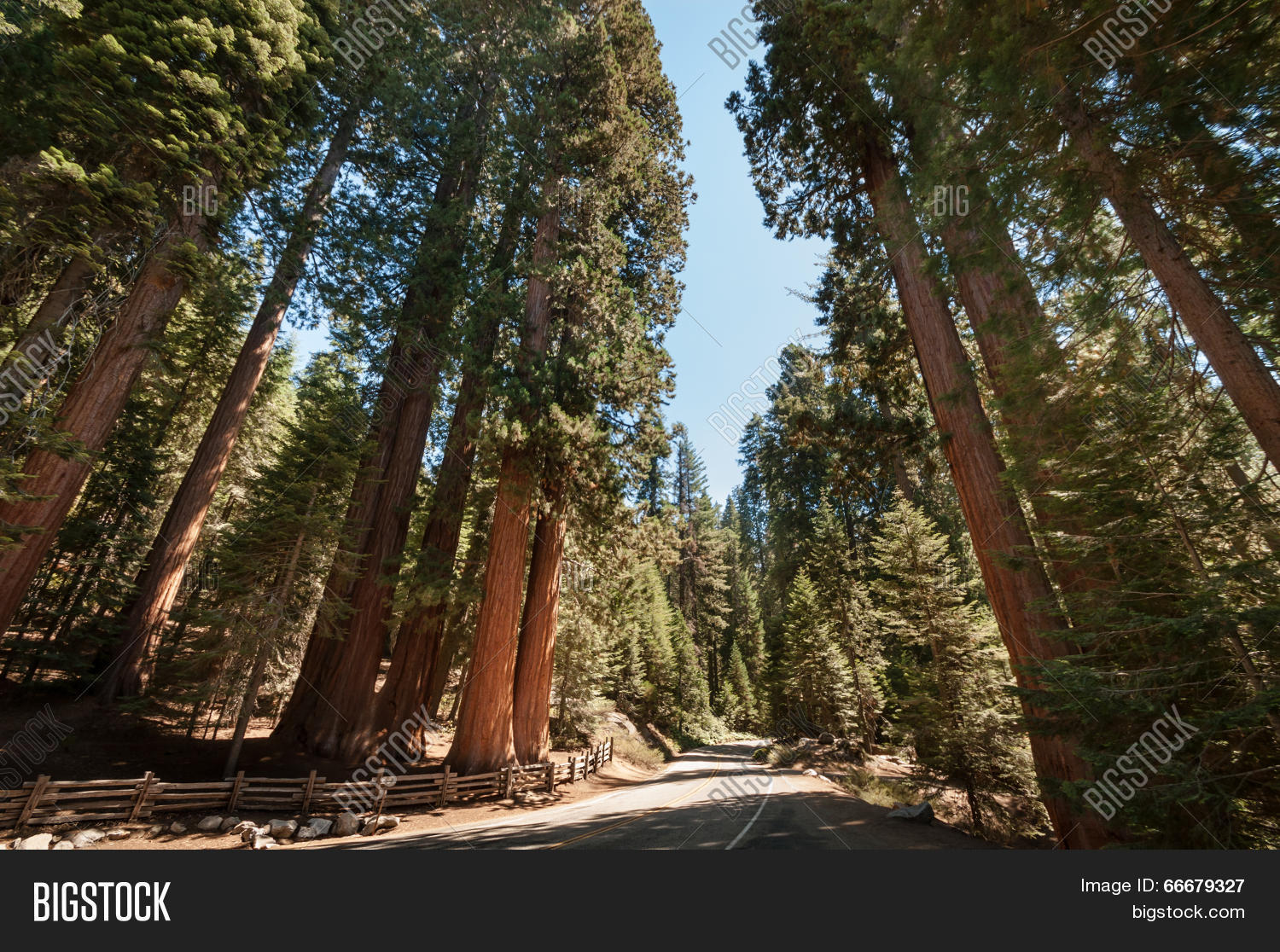 Sequoia ул кирова 59 фото Sequoia Tree Street Image & Photo (Free Trial) Bigstock