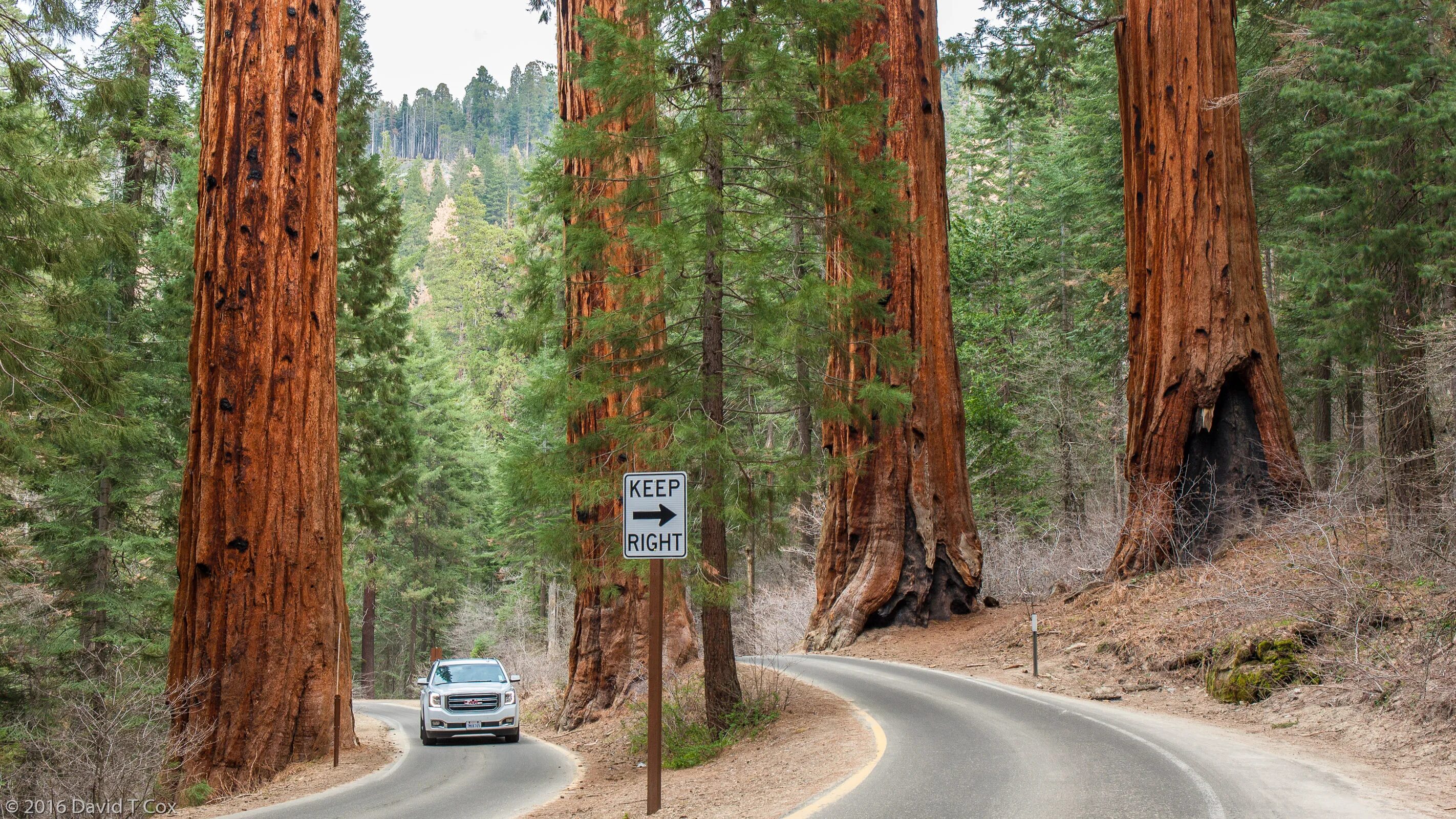 Sequoia ул кирова 59 фото Four Sequoias, Hwy 198, Sequoiia NP, CA - Dave's Travelogues