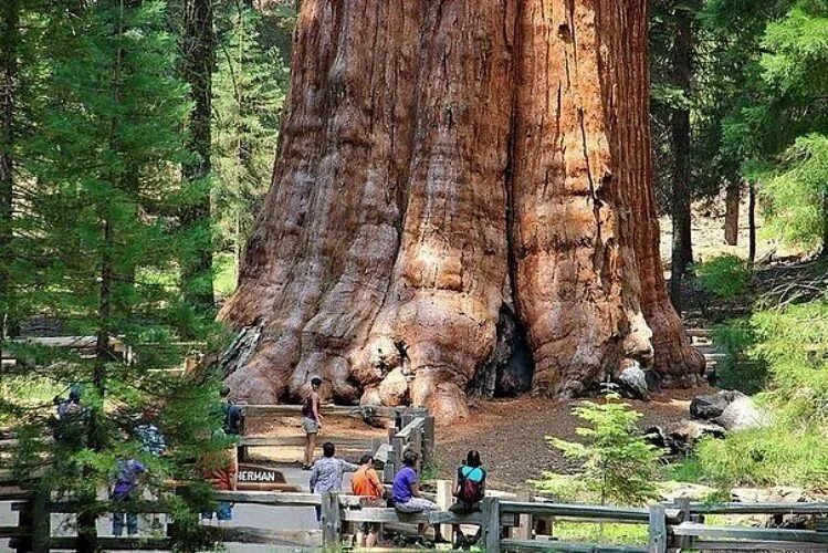 Sequoia ул кирова 59 фото Генерал Шерман: самое большое дерево на планете. Его объем 1487 - Интересные фак
