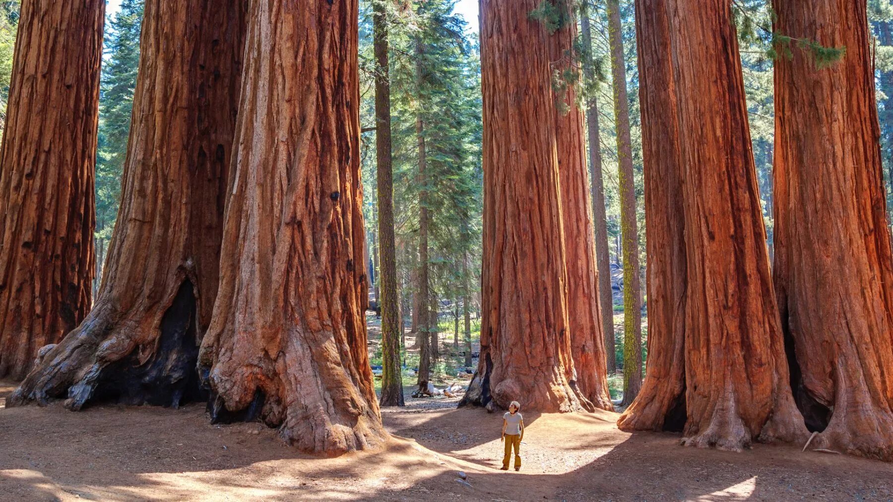 Sequoia ул кирова 59 фото Giant Forest Restoration DHM Design