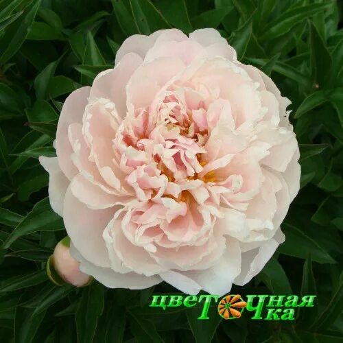 Serene pastel пион фото Пион Serene Pastel купить саженцы flowerdot