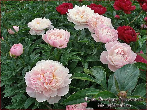 Serene pastel пион фото Serene Pastel Пионовый сад, Цветы, Пионы