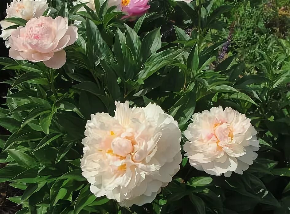 Serene pastel пион фото Купить Пион 'Serene pastel' в Киеве Бджилка