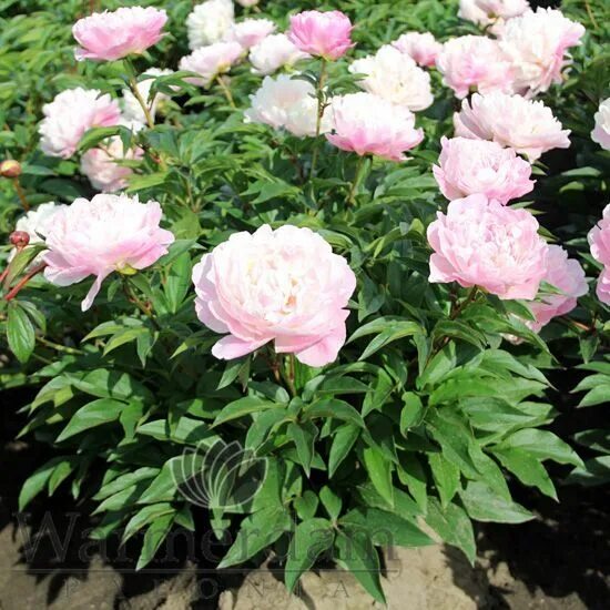 Serene pastel пион фото Serene Pastel'' - Warmerdam Paeonia - Explanation cultivar descriptions 작약, 모란