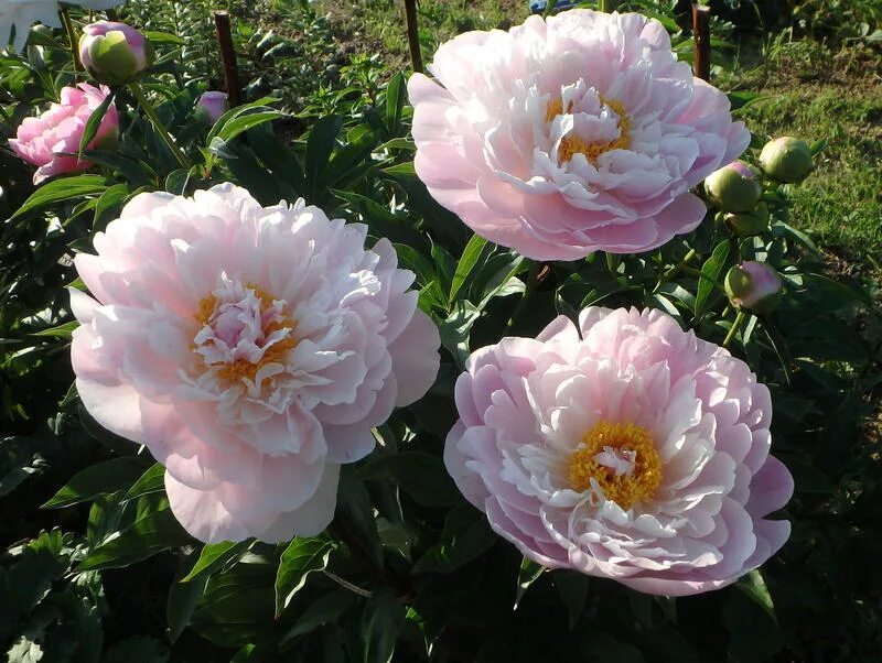 Serene pastel пион фото Обсуждение - пионы из питомника Warmerdam (Голландия).