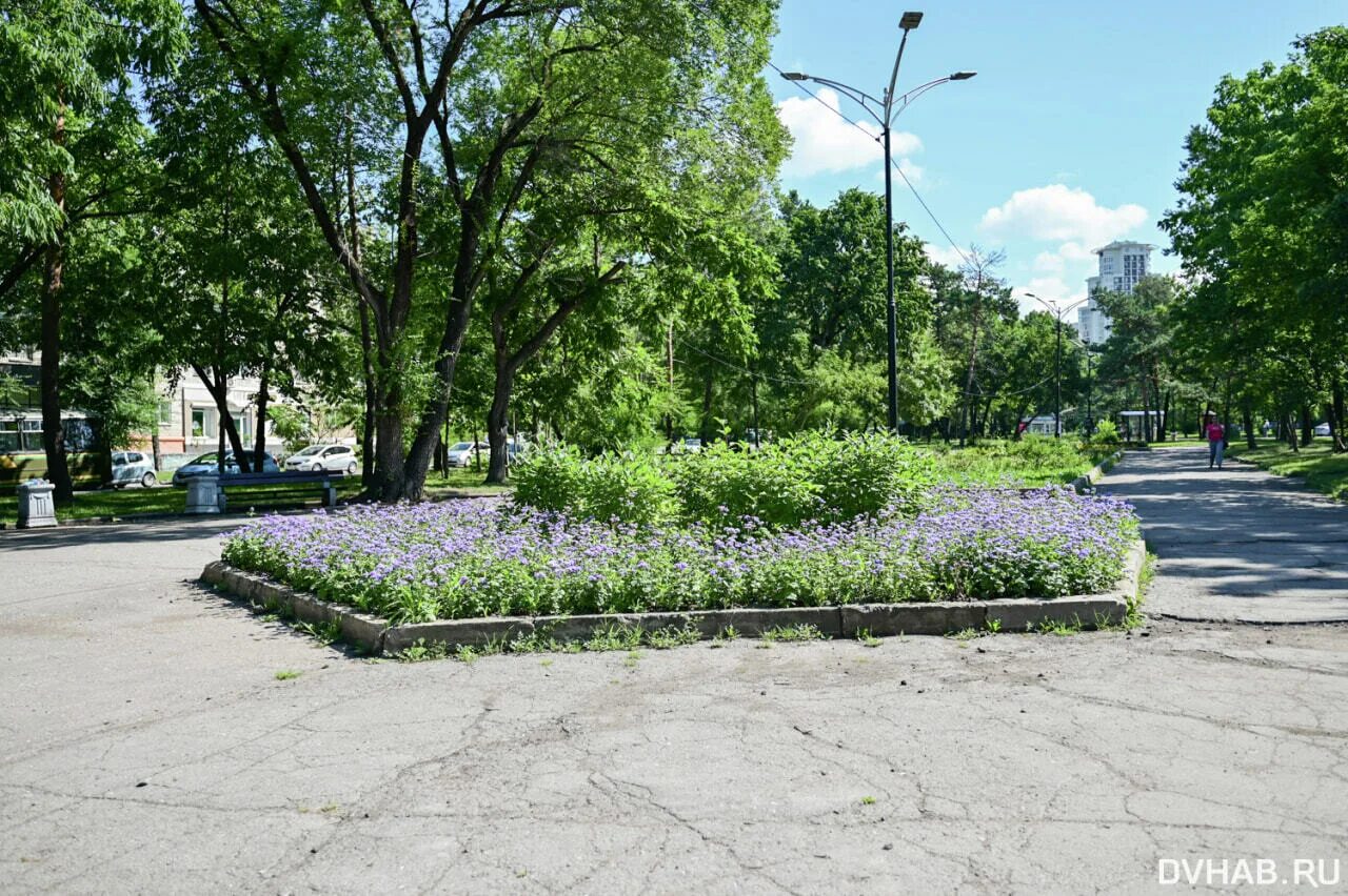 Shanson амурский бул 57 хабаровск фото Хронология цветения: как сделать бульвары красивыми и современными (ФОТО) - Ново