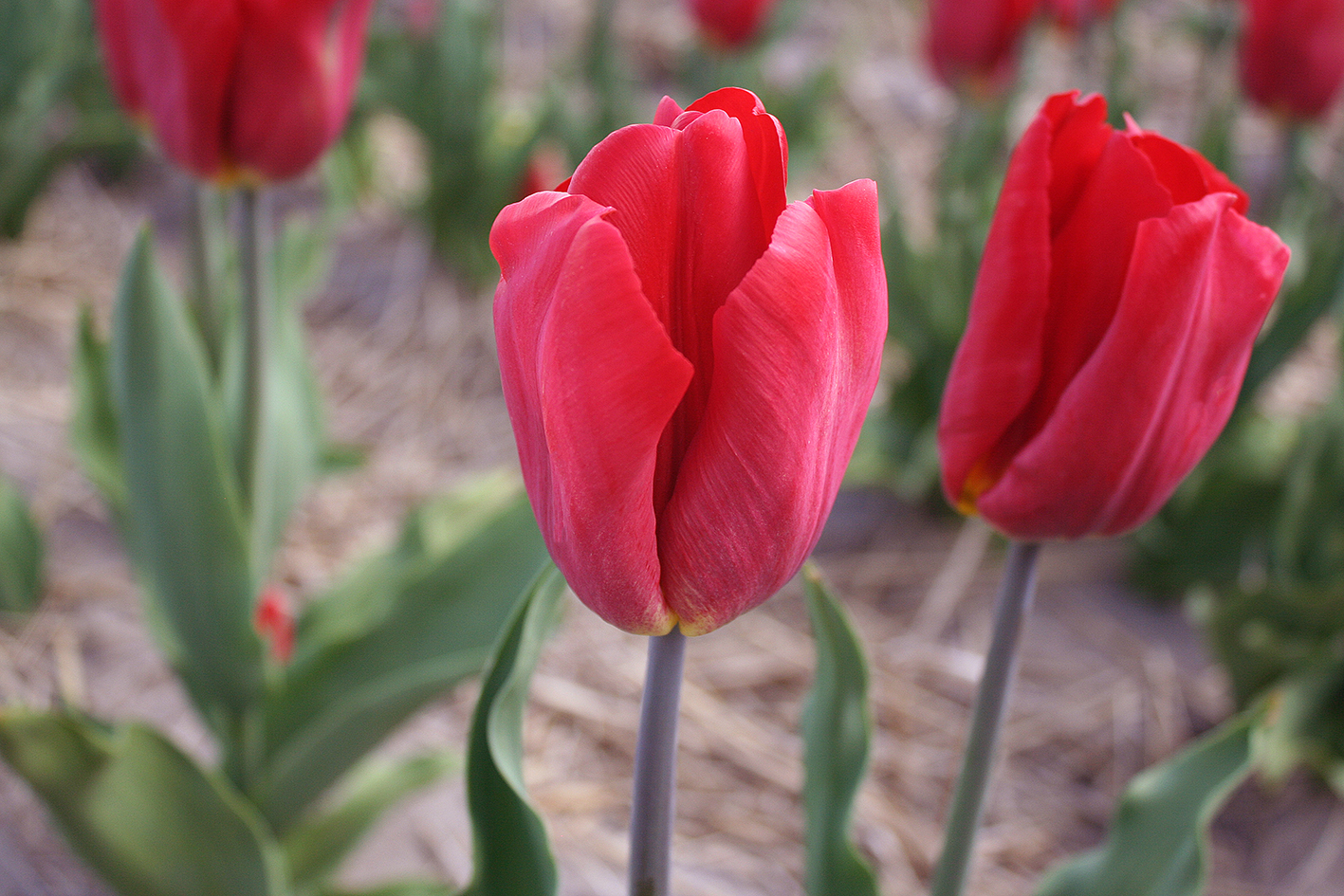Strong fire тюльпан фото Tulip strong fire - Tulipa Triumph Strong Fire