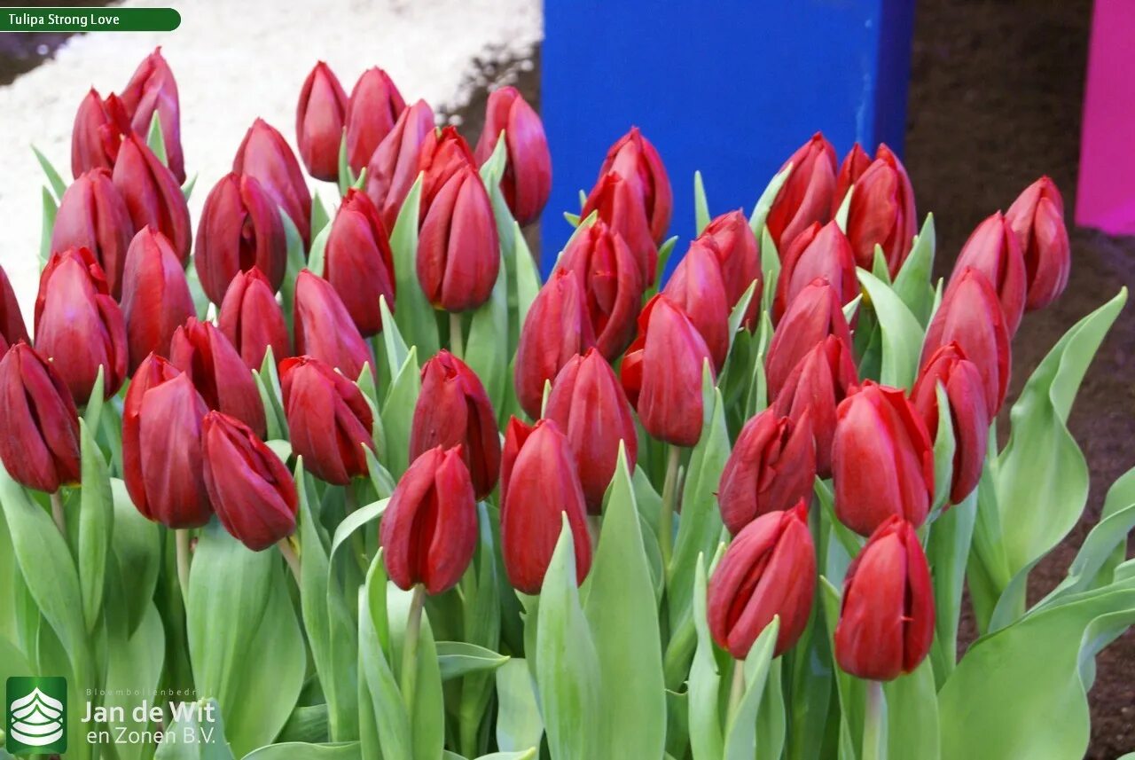 Strong fire тюльпан фото Holland Food & Flowers 2013 Pictures Jan de Wit en Zonen B.V.
