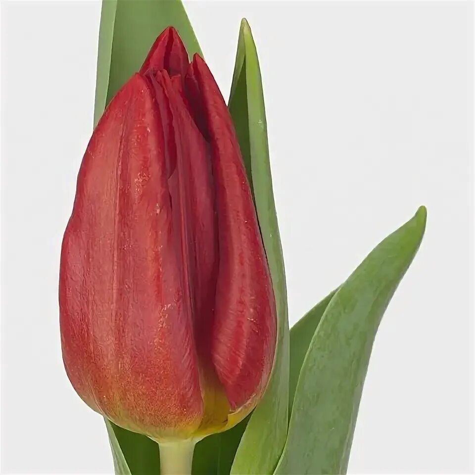 Strong fire тюльпан фото Tulips Strong Fire 42cm Wholesale Dutch Flowers & Florist Supplies UK