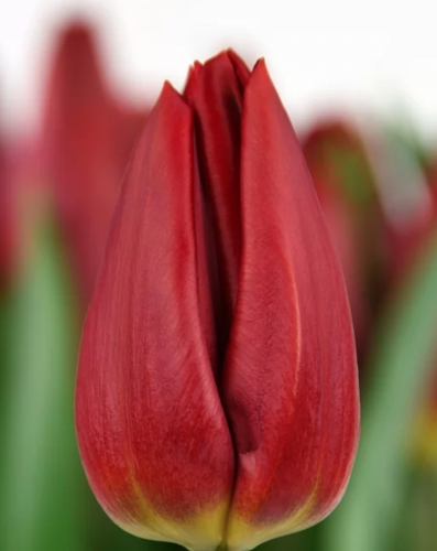 Strong fire тюльпан фото Тюльпан Стронг Паувер Tulipa Strong Power оптом: купить в Москве от производител