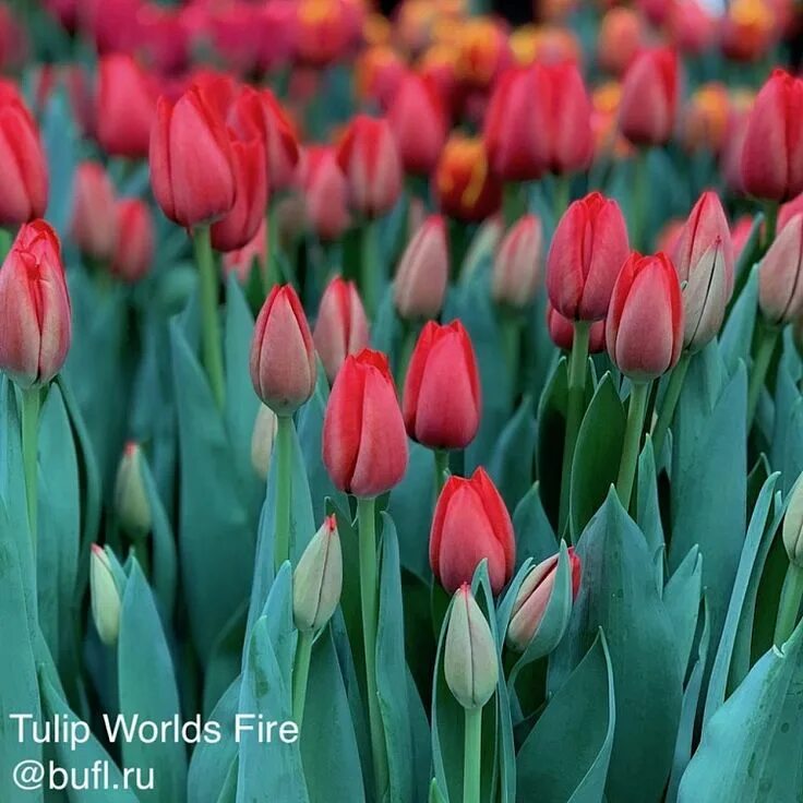 Strong fire тюльпан фото Tulip Worlds Fire авторское фото BUFL.RU Тюльпаны, Весна
