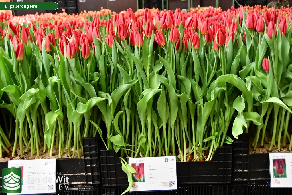 Strong fire тюльпан фото Tulip Trade Event 2020 assortment Фото Jan de Wit en Zonen B.V.