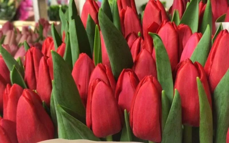 Strong love тюльпан фото и описание Тюльпан "Стронг Лав" (Tulip "STRONG love") - Саженцы в Орле