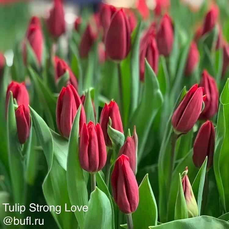 Strong love тюльпан фото и описание Tulip Strong Love авторское фото BUFL.RU