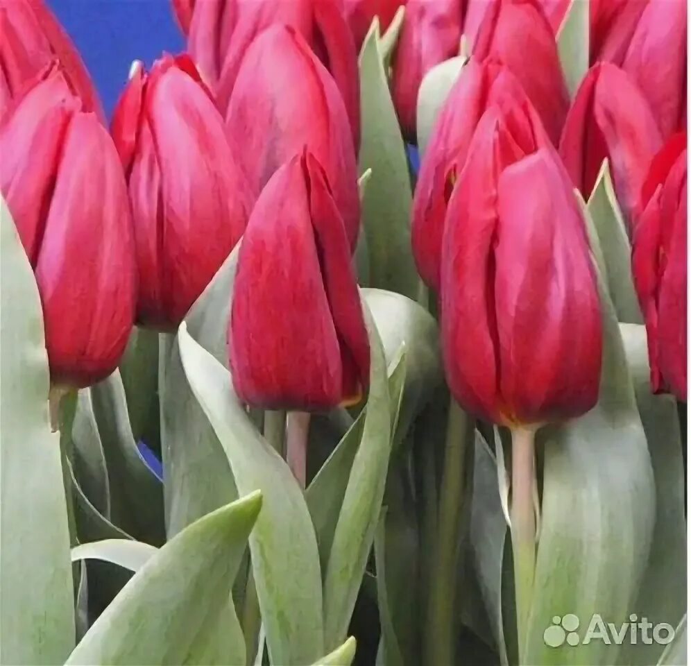Strong love тюльпан фото и описание Тюльпаны на 14 февраля купить в Москве на Avito - Объявления на сайте Авито