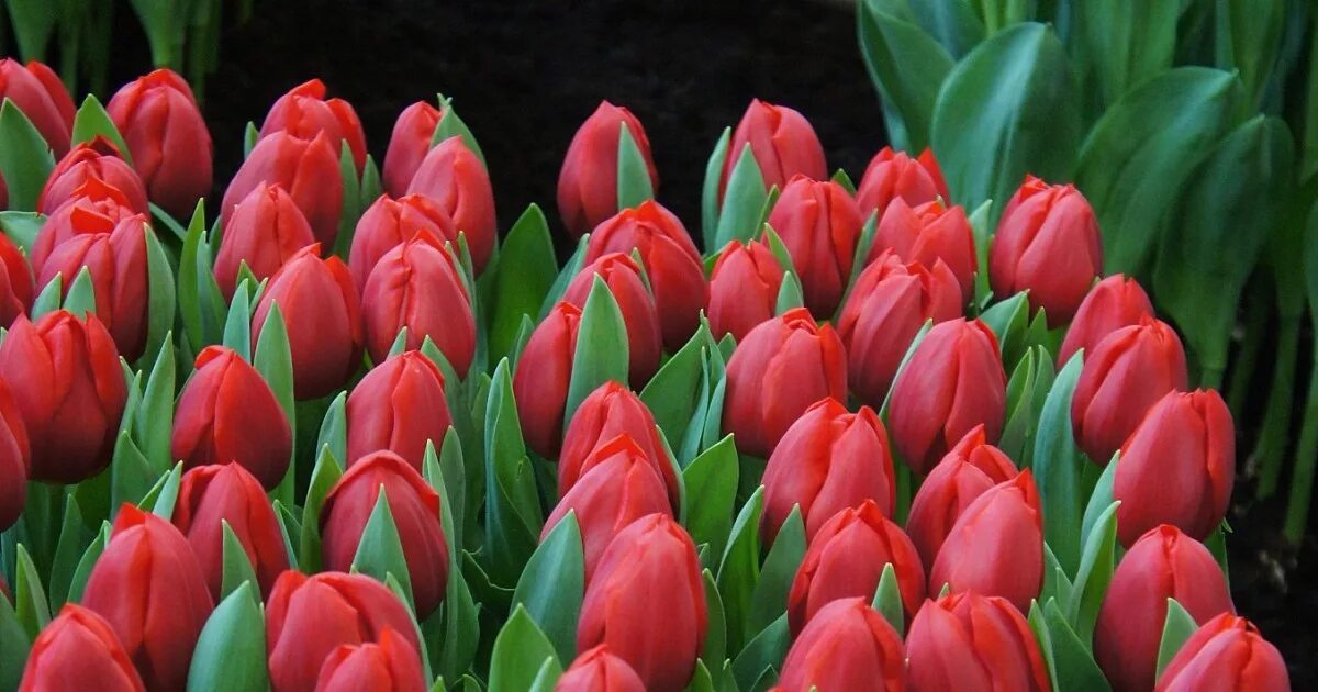 Strong love тюльпан фото и описание Тюльпан "Примависта" (Tulip "Primavista") - Саженцы в Орле