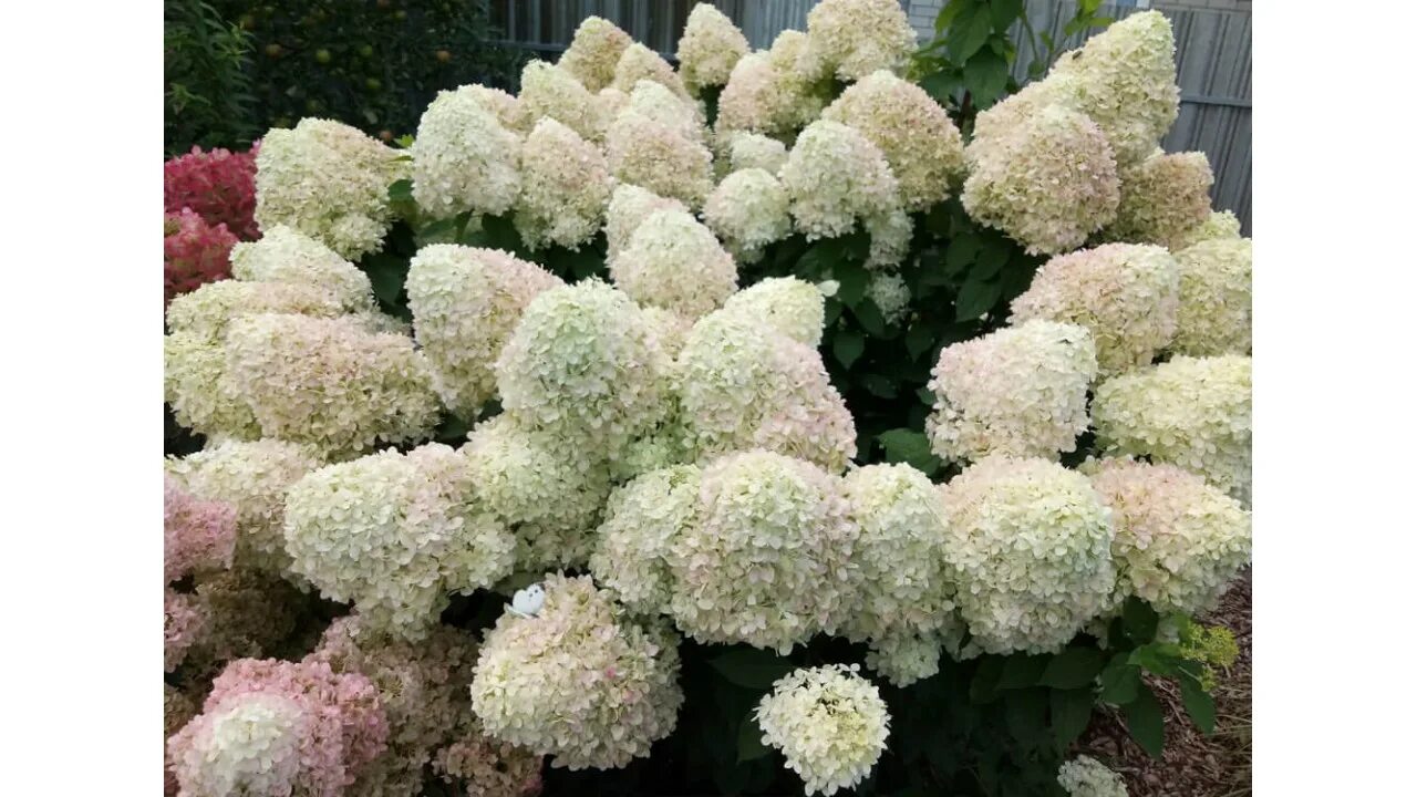 Summer breeze гортензия метельчатая описание и фото Купить гортензию метельчатою Summer Snow в Москве