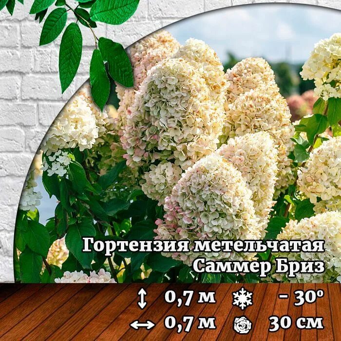 Summer breeze гортензия метельчатая описание и фото Гортензия саженец метельчатая Саммер Бриз, 1 год - купить с доставкой по выгодны