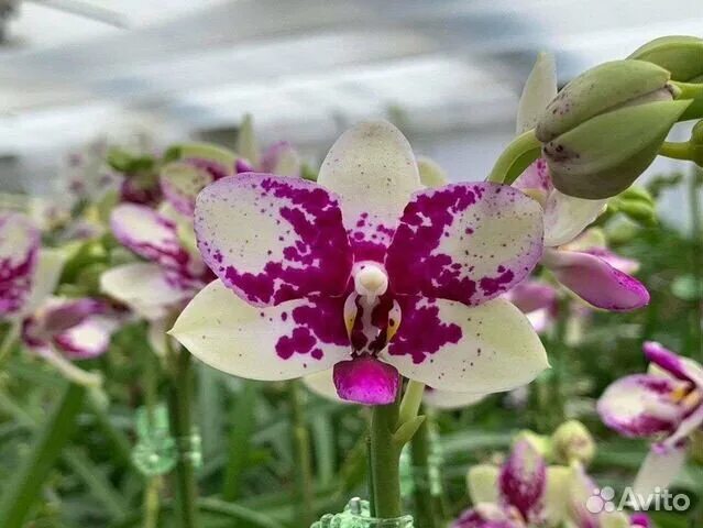 Summer орхидея фото Phal.jia ho summer love купить в Москве Товары для дома и дачи Авито