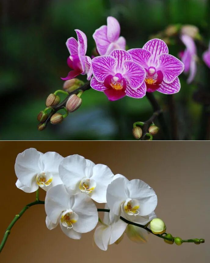 Summer орхидея фото Орхидея саммер лав фото - ViktoriaFoto.ru