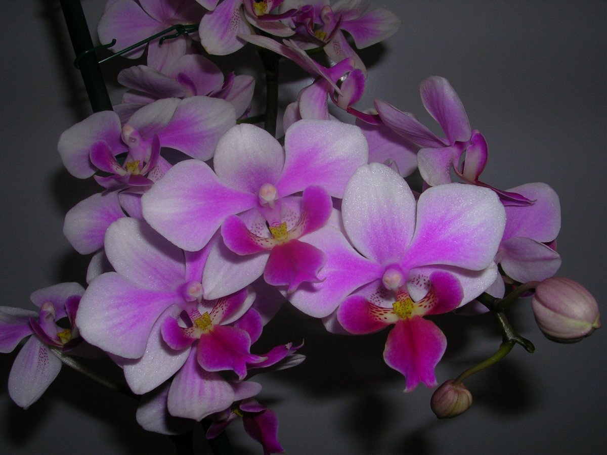 Summer орхидея фото Орхидея салинас - 75 фото
