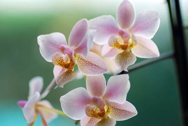Summer орхидея фото orchidee Free stock photos - Rgbstock - Free stock images alfi007 March - 06 - 2
