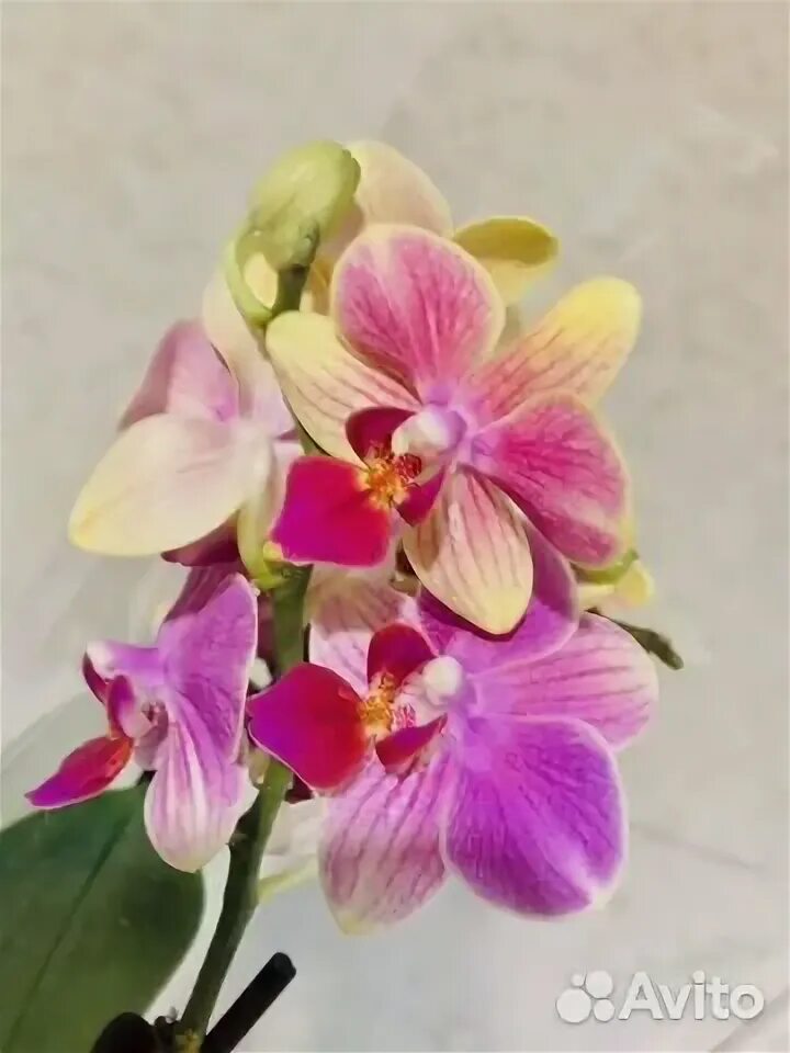 Summer орхидея фото Орхидея Фаленопсис Summer Song 2 стр. Цветет купить в Москве Товары для дома и д