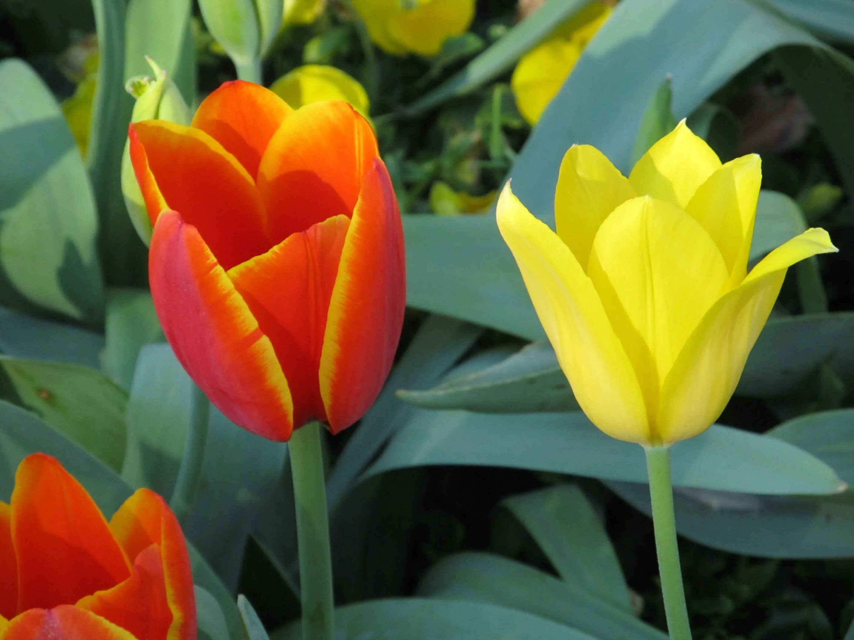 Sunbelt тюльпан фото Free Images : flower, petal, floral, tulip, red, color, macro, fresh, blooming, 