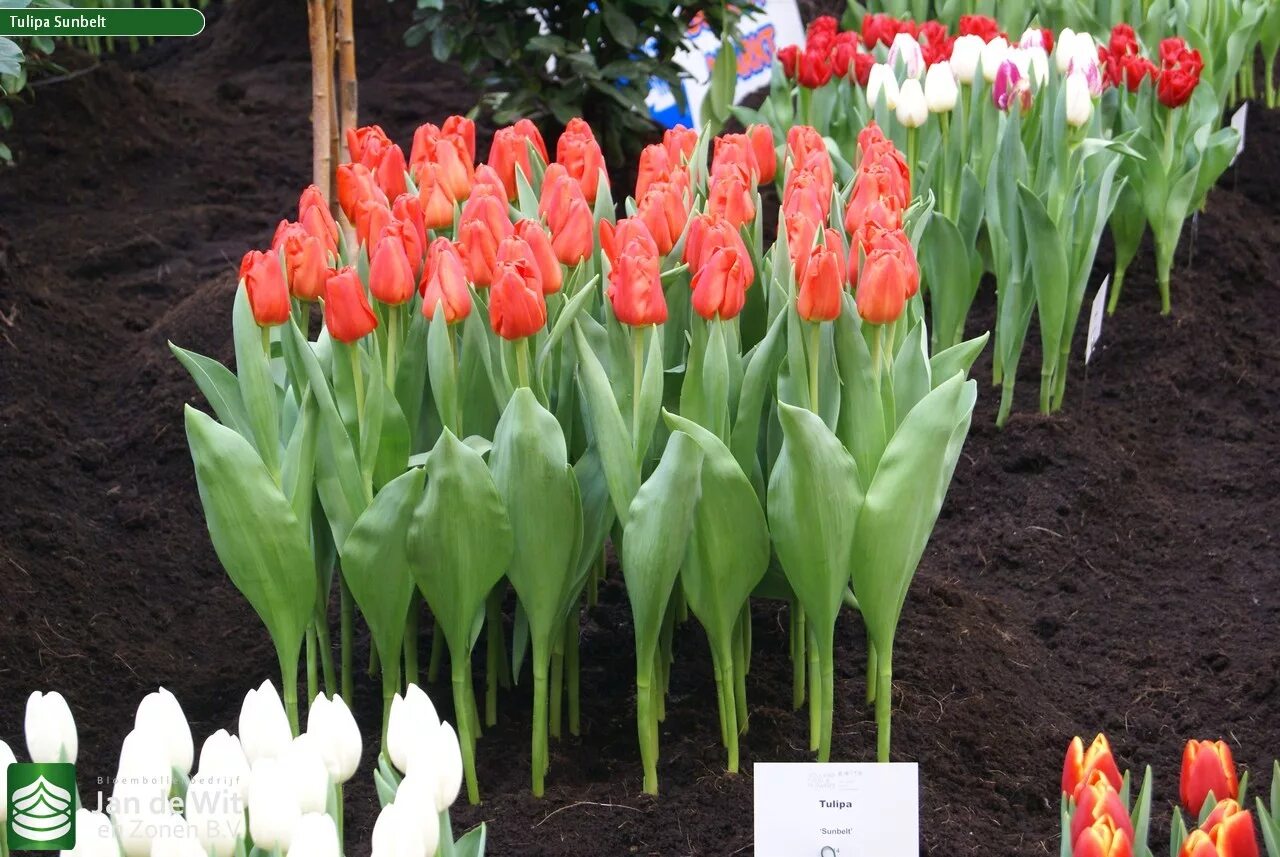 Sunbelt тюльпан фото Holland Food & Flowers 2013 Pictures Jan de Wit en Zonen B.V.