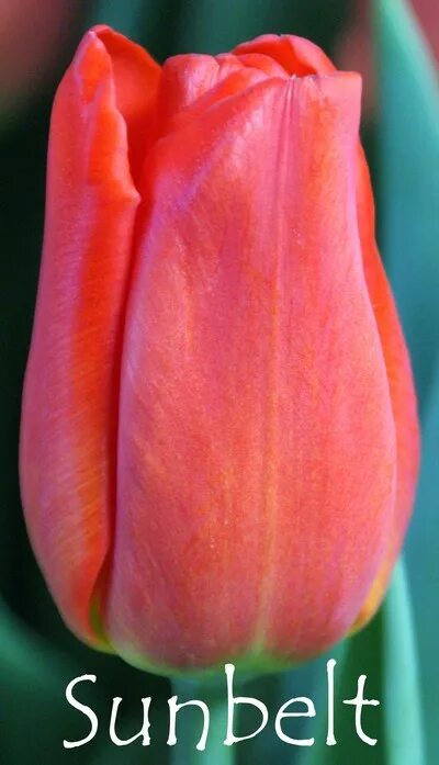 Sunbelt тюльпан фото TULIPA
