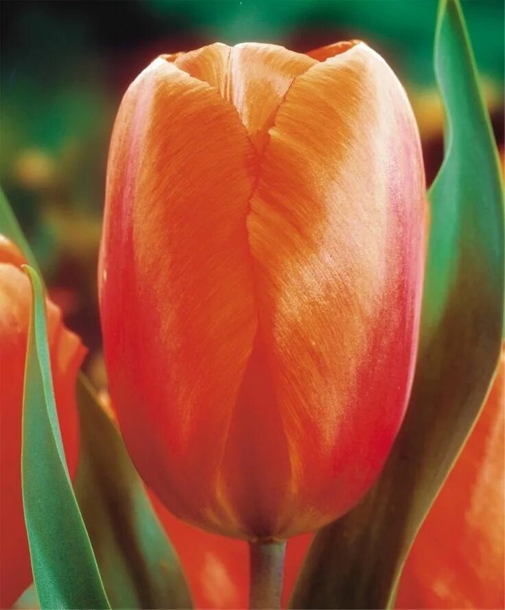Sunbelt тюльпан фото Tulip Lightning Sun - Giant Darwin Hybrids - Tulips - Flower Bulb Index Organic 
