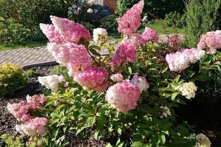 Sunday fraise гортензия метельчатая описание и фото Гортензия метельчатая Сандей Фрайз (Hydrangea paniculata Sundae Fraise) С7,5 - П