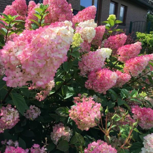 Sunday fraise гортензия метельчатая описание и фото Купить Гортензия метельчатая Фрейз Мельба 80-100см C2 в Москве и МО с самовывозо