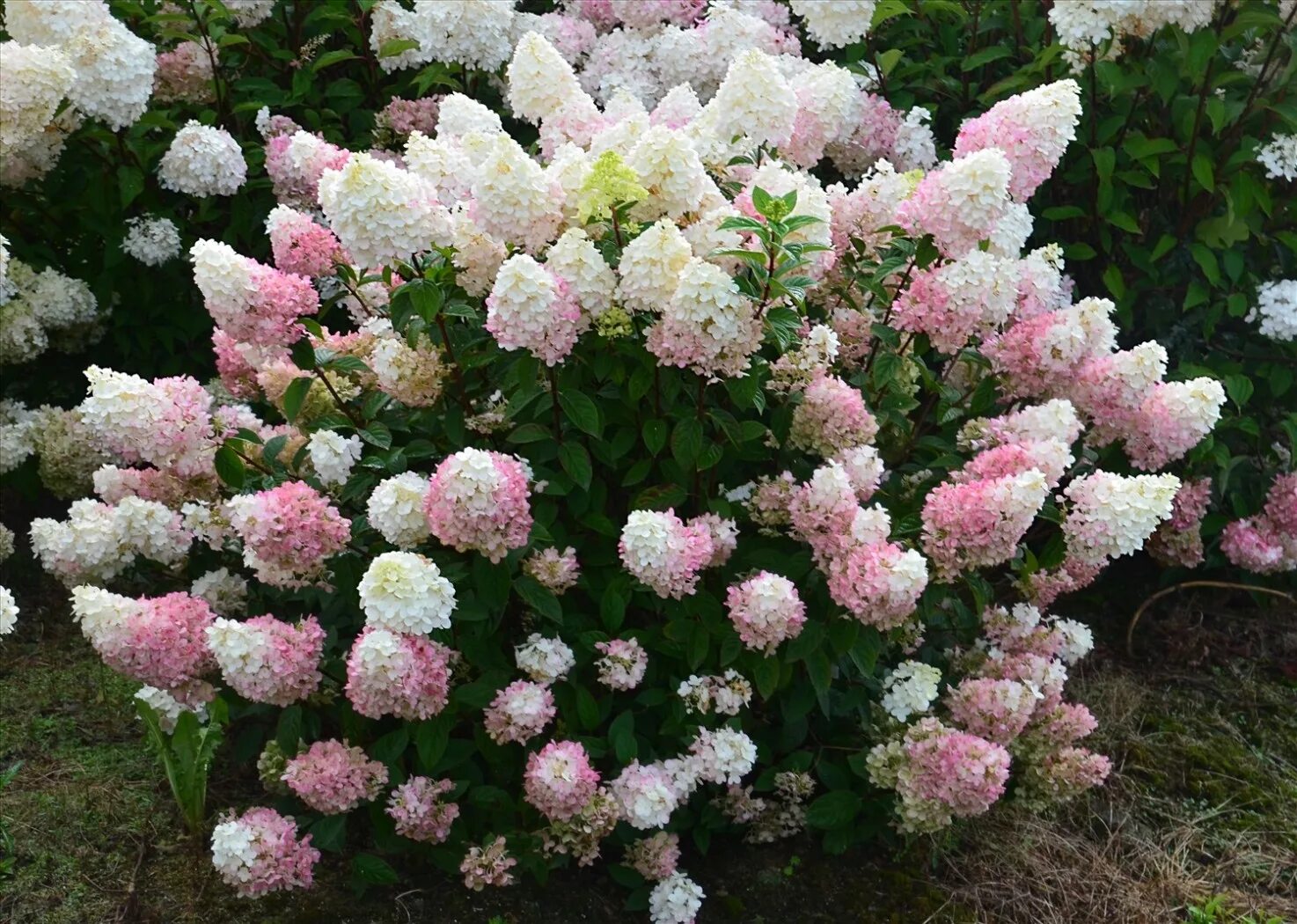 Sunday fraise гортензия метельчатая описание и фото Купить Гортензия метельчатая Сандей Фрайз для сада Выгодные цены, самовывоз, дос