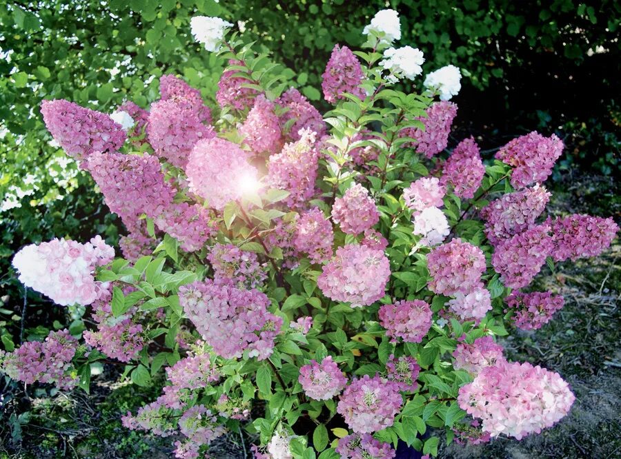 Sunday fraise гортензия метельчатая описание и фото Гортензия метельчатая Сандей Фрайз, С 3 - Зеленая страна - Больше идей для дома 