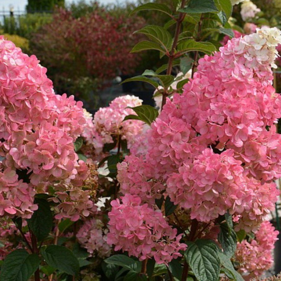 Sunday fraise гортензия метельчатая описание и фото Гортензия Сандей Фрайз метельчатая Питомник Веры Глуховой - купить с доставкой п