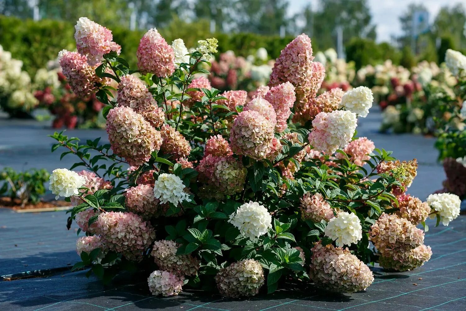 Sunday fraise гортензия метельчатая описание и фото Гортензия метельчатая Сандей Фрайз - купить с доставкой по выгодным ценам в инте